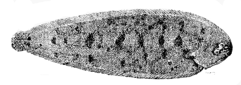 Dagetichthys lusitanicus_01.jpg